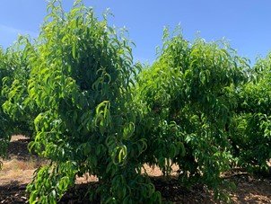 Nectarinos tratados por el equipo de Desarrollo de SIPCAM Iberia como prueba de la estrategia de nutrición de cítricos y frutales de la compañía