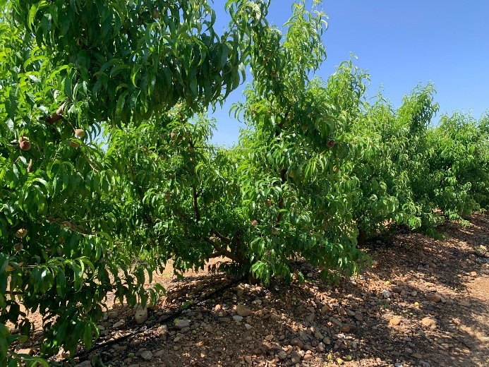 Nectarinos tratados por el equipo de Desarrollo de SIPCAM Iberia como prueba de la estrategia de nutrición de cítricos y frutales de la compañía