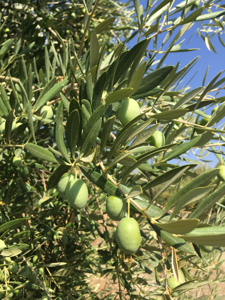 como quitar las malas hierbas del olivar