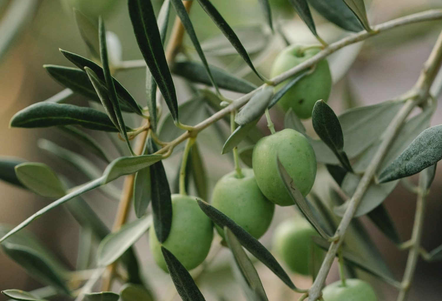 sostenibilidad-aceite-oliva-sin-residuos