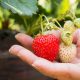 sipcam-contigo-cultivo-de-fresa-fitosanitarios