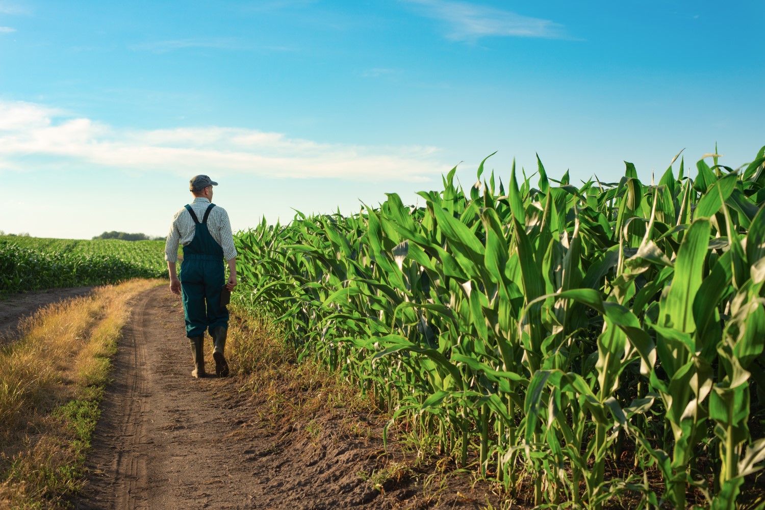Agricultor controlando el efecto de sus herbicidas para maíz
