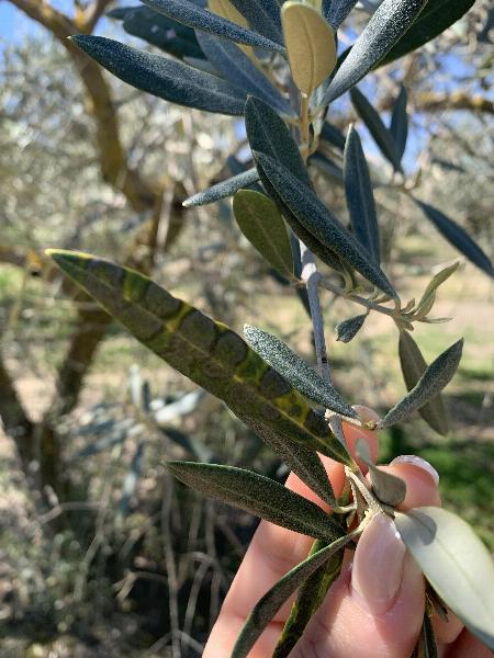 Olivo dañado por el repilo.